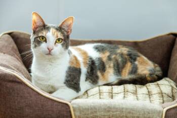 Luna -  Domestic Short Hair Cat for Adoption in Chester Springs, Pennsylvania - Luna | PetCurious