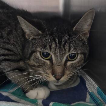 Domestic Short Hair Cats Available for Adoption in Middleburg, Florida - Log 28553 | PetCurious