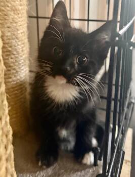 Spencer -  Domestic Short Hair Cat for Adoption in Westfield, New York - Spencer | PetCurious