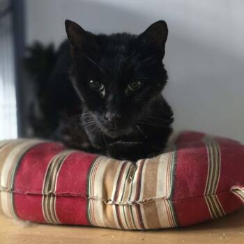 Momo (super senior) -  Domestic Short Hair Cat for Adoption in Huntington, New York - Momo (super Senior) | PetCurious
