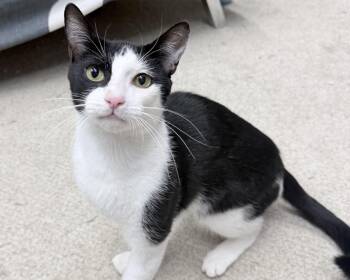 Chatwick -  American Shorthair Cat for Adoption in Philadelphia, Pennsylvania - Chatwick | PetCurious
