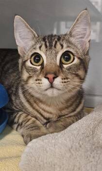 TIGGER* -  Domestic Short Hair Cat for Adoption in Santa Cruz, California - TIGGER* | PetCurious