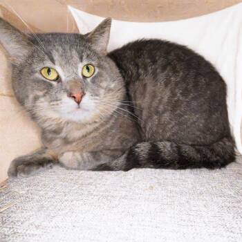 Kevin -  Domestic Short Hair Cat for Adoption in South Elgin, Illinois - Kevin | PetCurious