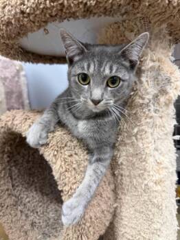 Rescue Domestic Short Hair Cats for Adoption in Maple Shade, New Jersey - Seraphina | PetCurious