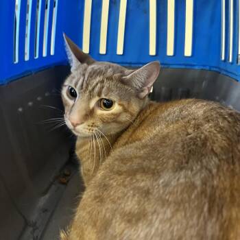 Domestic Short Hair Cats Available for Adoption in West Palm Beach, Florida - Jefferson | PetCurious