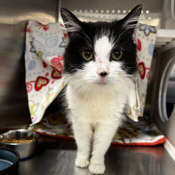 Orca -  Domestic Short Hair Cat for Adoption in Port Townsend, Washington - Orca | PetCurious