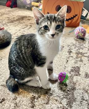 Forrest -  Domestic Short Hair Cat Available for Adoption in Mt. Juliet, Tennessee - Forrest | PetCurious