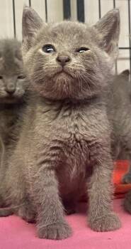 Domestic Short Hair Cats Available for Adoption in Lockhart, Texas - Santorini | PetCurious