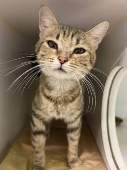 Domestic Short Hair Cats Available for Adoption - MALLOW | PetCurious