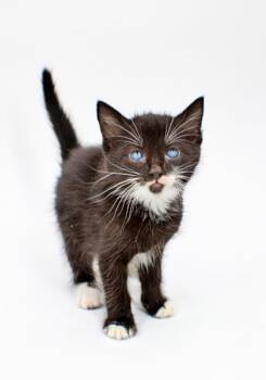 Domestic Short Hair Cats Available for Adoption in Morton Grove, Illinois - Rune | PetCurious