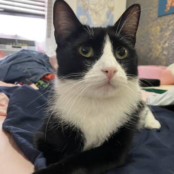 Rescue Domestic Short Hair Cats for Adoption - Krispin | PetCurious