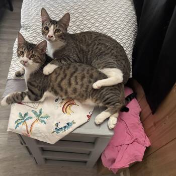 Rescue Domestic Short Hair Cats for Adoption in Greensboro, North Carolina - Esmerelda And Igor | PetCurious