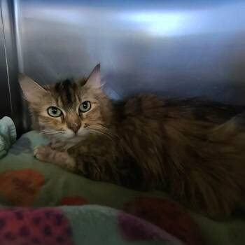 Topaz -  Domestic Long Hair Cat for Adoption in Weaverville, California - Topaz | PetCurious