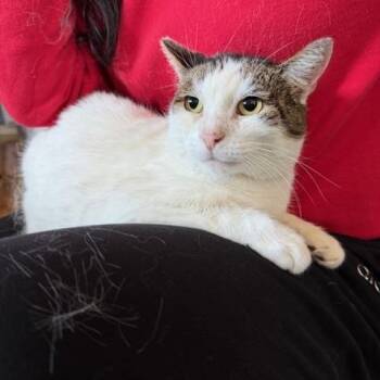 Rescue Domestic Short Hair Cats for Adoption in Los Angeles, California - Linda | PetCurious