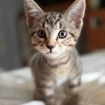 Drop -  Domestic Short Hair Cat for Adoption in South Elgin, Illinois - Drop | PetCurious