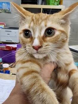 Dolly $75 fostered -  Domestic Short Hair Cat for Adoption in Seneca, South Carolina - Dolly $75 Fostered | PetCurious