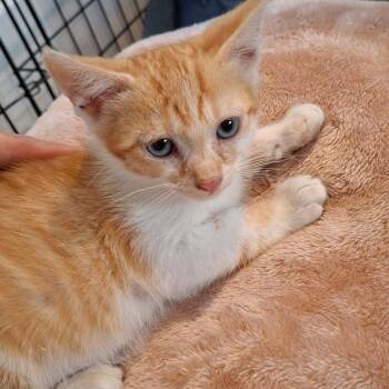 Chips -  Domestic Short Hair Cat for Adoption in New York, New York - Chips | PetCurious