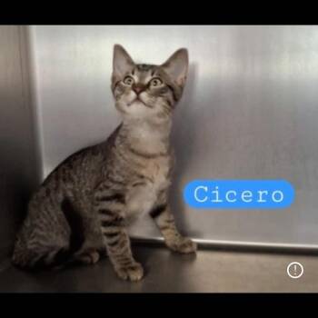 Cicero -  Tabby Cat for Adoption in Wyandotte, Michigan - Cicero | PetCurious