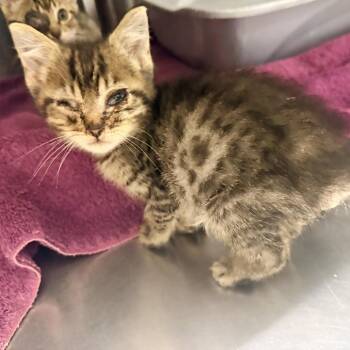Marvin -  Domestic Short Hair Cat for Adoption in Warrensburg, Missouri - Marvin | PetCurious