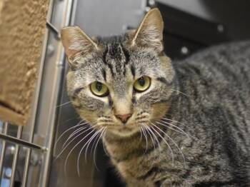 Mount Hood -  Domestic Short Hair Cat for Adoption in Portland, Oregon - Mount Hood | PetCurious