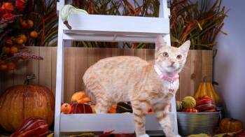 Rescue Tabby Cats for Adoption in Lucas, Texas - Sade | PetCurious