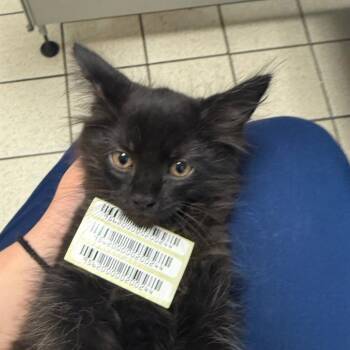 Domestic Medium Hair Cats Available for Adoption in Charleston, West Virginia - Bat | PetCurious