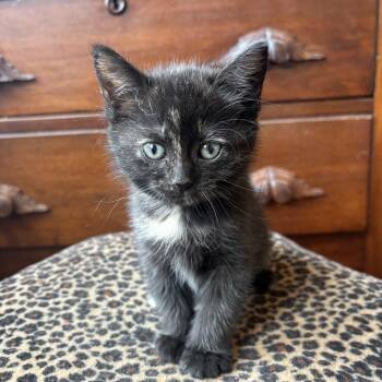 Domestic Short Hair Cats Available for Adoption in Bryan, Texas - BirdDog | PetCurious