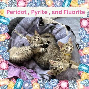Rescue Domestic Short Hair Cats for Adoption in Port Chester, New York - The Purring Gemstones: Peridot, Pyrite , And Fluorite | PetCurious
