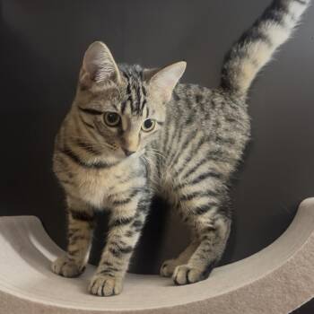 MISO -  Domestic Short Hair Cat for Adoption in Hamilton Township, New Jersey - MISO | PetCurious