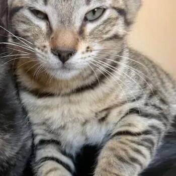 Mira -  Domestic Short Hair Cat for Adoption in Albuquerque, New Mexico - Mira | PetCurious