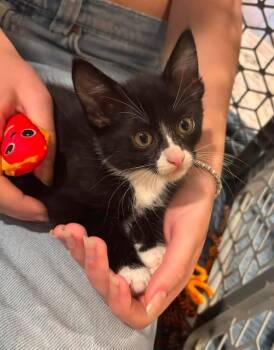 Doralee -  Domestic Short Hair Cat for Adoption in Scottsdale, Arizona - Doralee | PetCurious