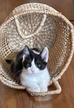 64-Eclipse -  Domestic Short Hair Cat for Adoption in Windsor, Connecticut - 64-Eclipse | PetCurious