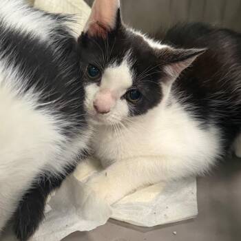 Maple -  Domestic Short Hair Cat for Adoption in Greensboro, North Carolina - Maple | PetCurious