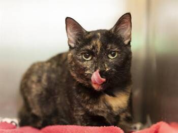Domestic Short Hair Cats Available for Adoption in Phoenix, Arizona - CHELSEY | PetCurious