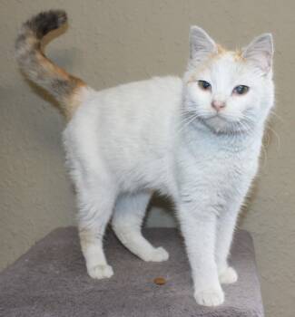 Domestic Short Hair Cats Available for Adoption in Huron, South Dakota - Pixie | PetCurious