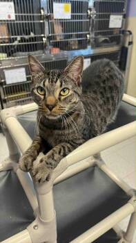 Rescue Domestic Short Hair Cats for Adoption in Bridgewater, New Jersey - Splinter | PetCurious