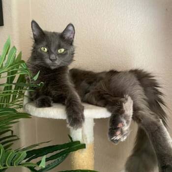 Rescue Domestic Medium Hair Cats for Adoption in Las Vegas, Nevada - Baby Cat F NV | PetCurious