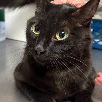 Rescue Domestic Short Hair Cats for Adoption in Yuma, Arizona - Sammie | PetCurious