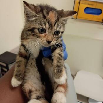 Domestic Short Hair Cats Available for Adoption in Roanoke, Virginia - Peppermint | PetCurious