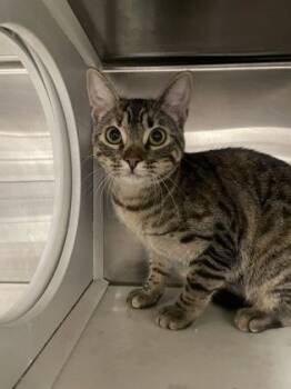 Domestic Short Hair Cats Available for Adoption in Fort Worth, Texas - Cleo | PetCurious