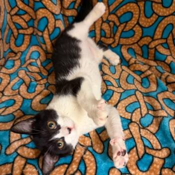 Beyonce -  Domestic Short Hair Cat for Adoption in Newberg, Oregon - Beyonce | PetCurious