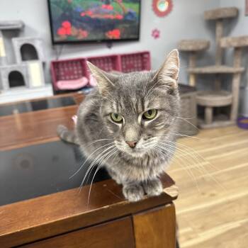 Rescue Domestic Short Hair Cats for Adoption in Momence, Illinois - Morty | PetCurious