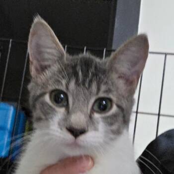 Gus -  Domestic Short Hair Cat for Adoption in Bronson, Florida - Gus | PetCurious