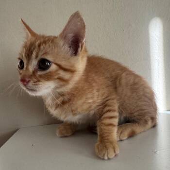 Domestic Short Hair Cats Available for Adoption in Sunnyvale, California - Nick | PetCurious