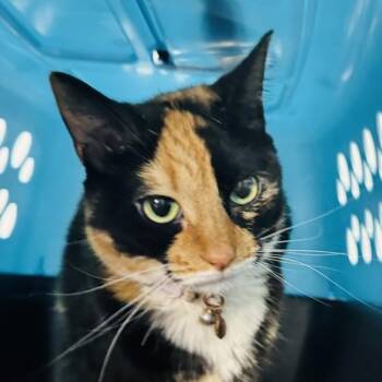 Millie -  Domestic Short Hair Cat for Adoption in Des Moines, Iowa - Millie | PetCurious