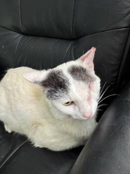 Alfie -  Domestic Short Hair Cat Available for Adoption in Cumming, Georgia - Alfie | PetCurious