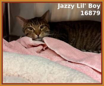 Domestic Short Hair and Tabby Cats Available for Adoption - JAZZY LIL