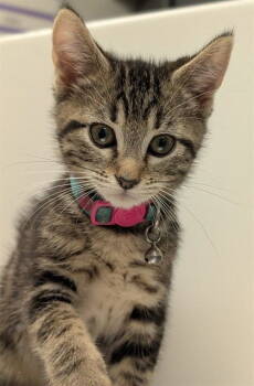 Rescue Domestic Short Hair Cats for Adoption in Escondido, California - Kendall | PetCurious