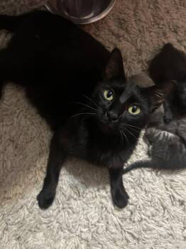 Mama Margarita -  Domestic Short Hair Cat for Adoption in Chattanooga, Tennessee - Mama Margarita | PetCurious