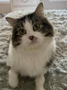 Rescue Domestic Long Hair Cats for Adoption in Harpers Ferry, West Virginia - Locust | PetCurious